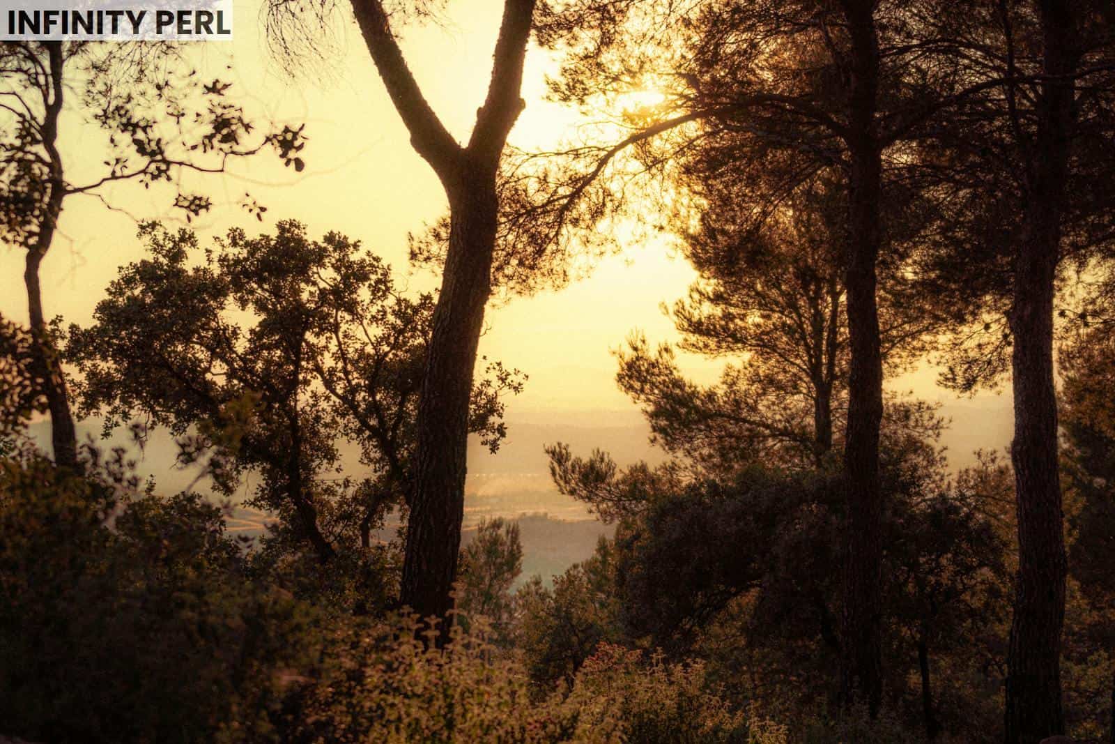 bosque