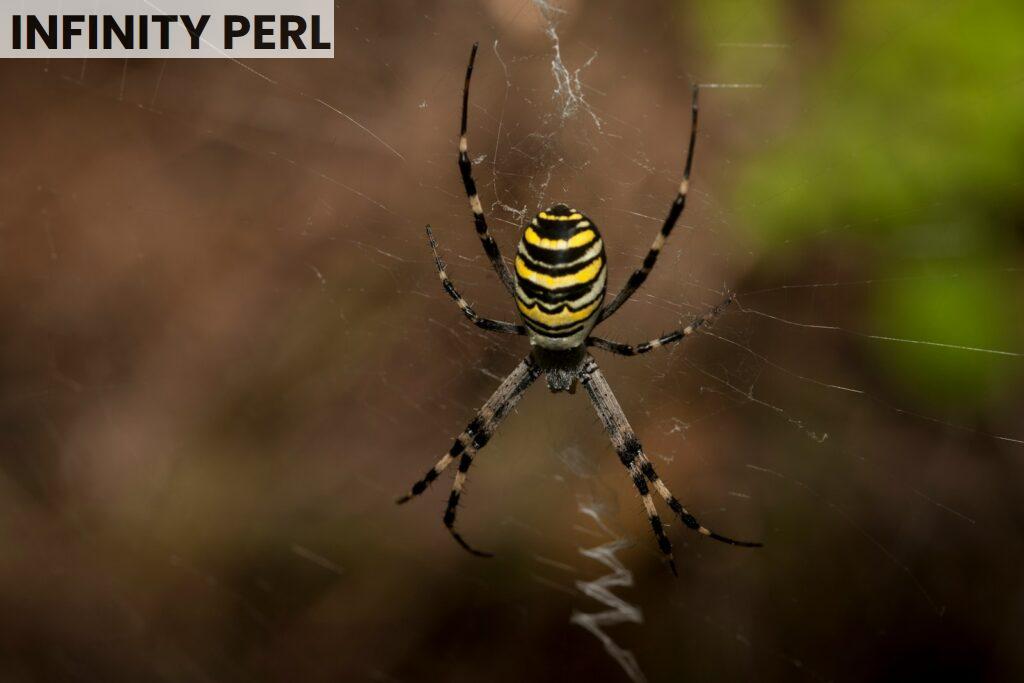 araña